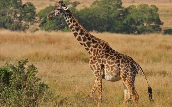 Жираф Фото Животного В Хорошем